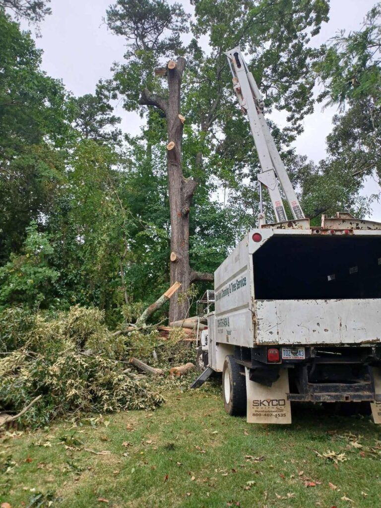 Tree removal, trimming and stump grinding service