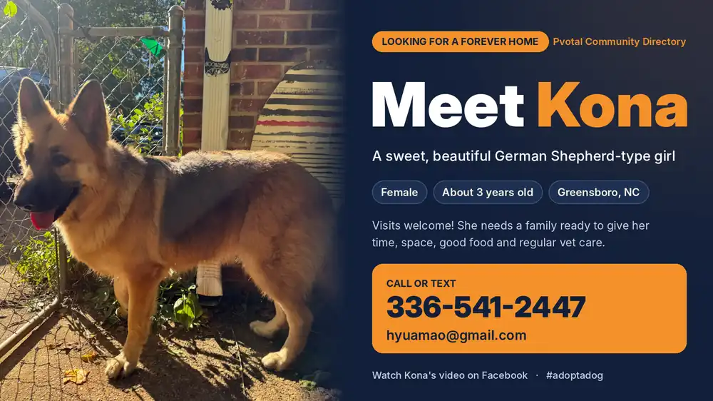 Kona – Sweet 3-Year-Old Shepherd Needs a Loving New Home (Greensboro, NC)